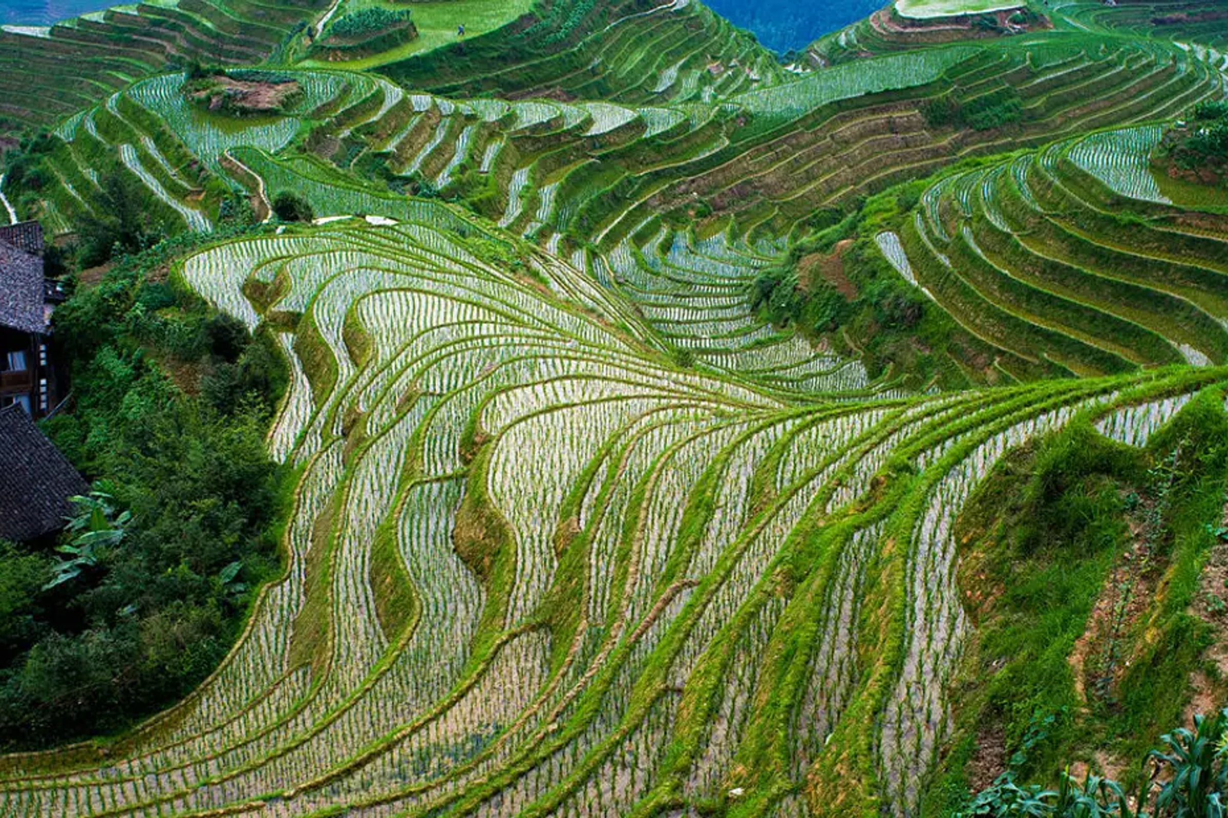 Longji Rice Terraces with the Dazhai Cable Car Private Day Tour